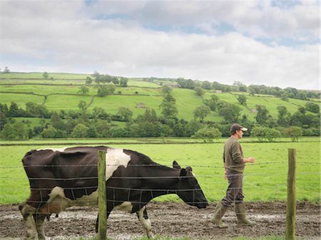 Farmer Walking With Cow Stock Photo - Premium Royalty-Free, Code: 649-02666582