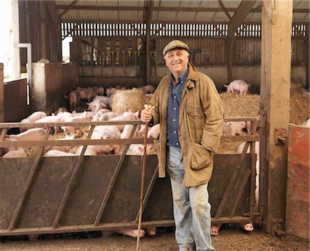 Agriculteur avec des porcs Photographie de stock - Premium Libres de Droits, Code: 649-02666685