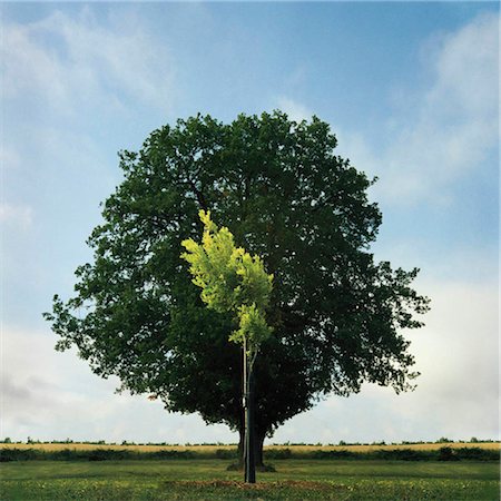 esfuerzo - Young and old Oak trees Foto de stock - Sin royalties Premium, Código: 649-02666975