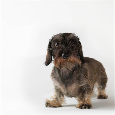 dachshund - Dog standing on white background Foto de stock - Sin royalties Premium, Código: 649-02732673