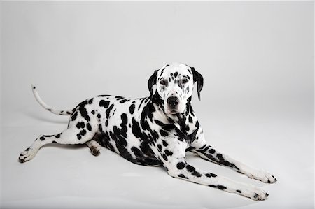 dálmatas - Adult Dalmatian lying in studio Foto de stock - Sin royalties Premium, Código: 649-03010076