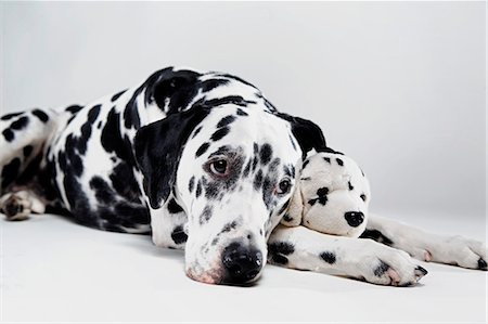 dálmatas - Adult Dalmatian with stuffed toy Foto de stock - Sin royalties Premium, Código: 649-03010078