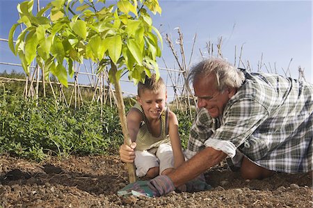Grand-père et le petit-fils de plantation d'arbre Photographie de stock - Premium Libres de Droits, Code: 649-03078705
