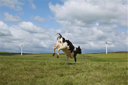 freedom and liberty concepts - Cow jumping in field Stock Photo - Premium Royalty-Free, Code: 649-03153811