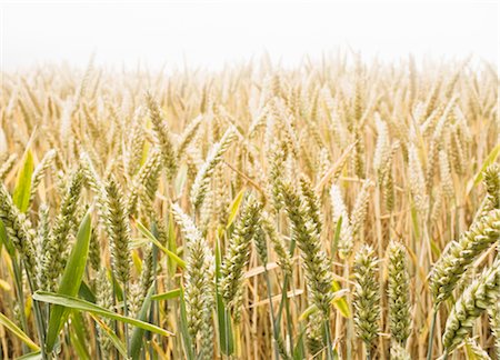 Wheat Field Stock Photo - Premium Royalty-Free, Code: 649-03296248