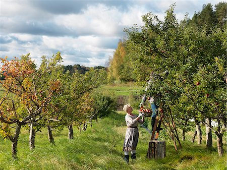 Couple d'âge mûr cueillette des pommes Photographie de stock - Premium Libres de Droits, Code: 649-03296658