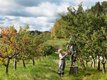 Mature couple picking apples Fotografie stock - Premium Royalty-Free, Codice: 649-03296658