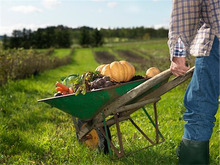 pumpkin garden - Man with wheelbarrow Stock Photo - Premium Royalty-Free, Code: 649-03296687