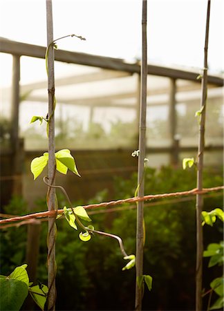 runner bean - Runner bean stems Foto de stock - Sin royalties Premium, Código: 649-03297480