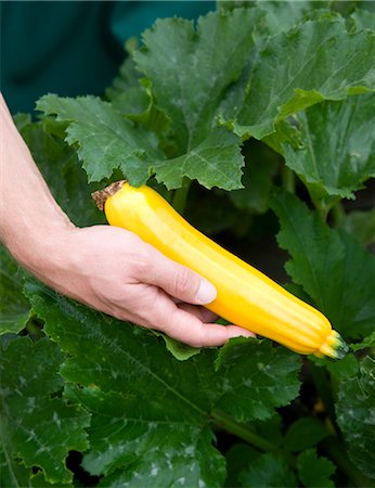 man harvesting yellow zucchini Foto de stock - Sin royalties Premium, Código: 649-03292743