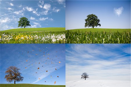 four seasons in one day - oak tree on hill in four seasons Stock Photo - Premium Royalty-Free, Code: 649-03292781