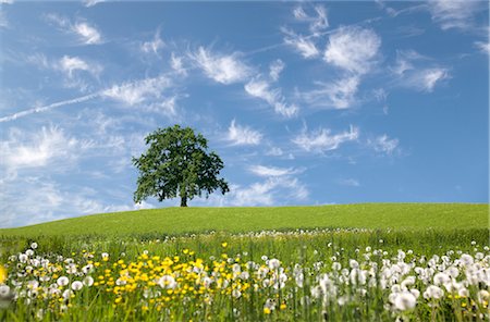 chêne sur la colline du printemps Photographie de stock - Premium Libres de Droits, Code: 649-03292782