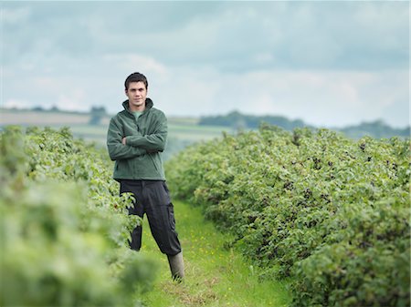 Man Standing In Field Of Blackcurrants Stock Photo - Premium Royalty-Free, Code: 649-03293959