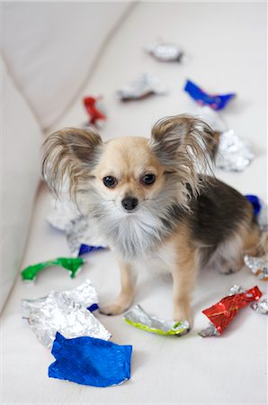 dogs on couch - dog with sweet left-overs Stock Photo - Premium Royalty-Free, Code: 649-03362560