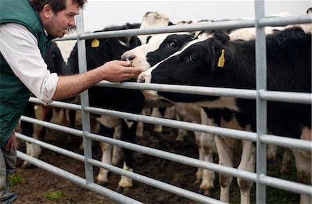 agriculteur avec vaches Photographie de stock - Premium Libres de Droits, Code: 649-03362818