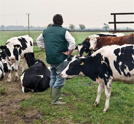 agriculteur avec vaches Photographie de stock - Premium Libres de Droits, Code: 649-03362823