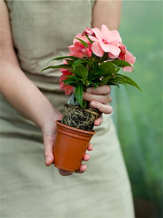 simsearch:614-02680628,k - A pink flowering pot plant Foto de stock - Sin royalties Premium, Código: 649-03418328