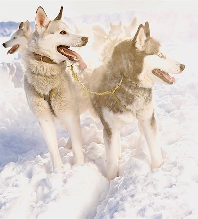 simsearch:6109-08953015,k - Siberian huskies Foto de stock - Sin royalties Premium, Código: 649-03465379