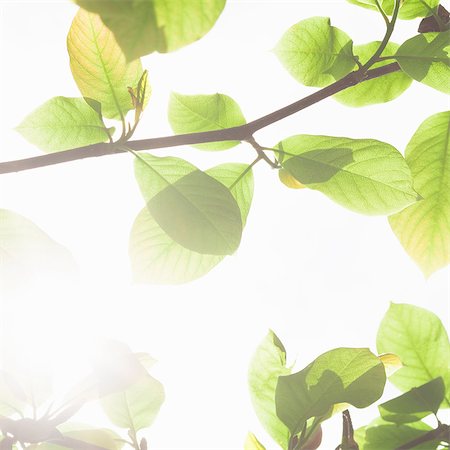 sun leaf - Green Leaves against Sky Foto de stock - Sin royalties Premium, Código: 649-03510894