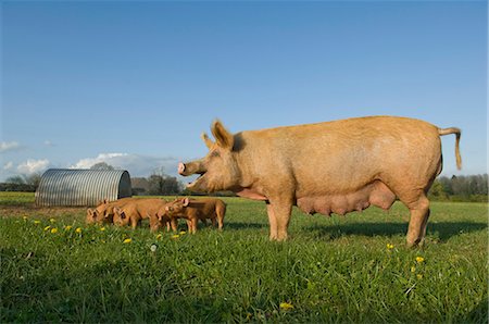 Cochon en champ Photographie de stock - Premium Libres de Droits, Code: 649-03510947