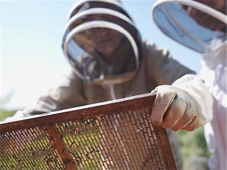 Beekeeper lifts queen bee excluder mesh Foto de stock - Sin royalties Premium, Código: 649-03566842