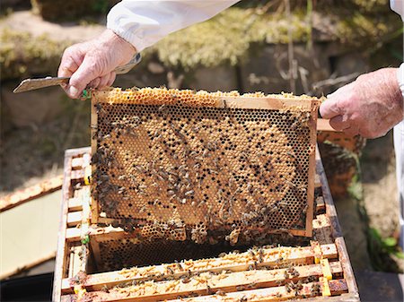 Beekeeper inspects honey comb Foto de stock - Sin royalties Premium, Código: 649-03566850