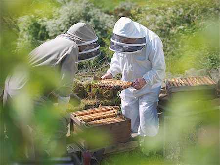 Beekeepers inspect bee hive Foto de stock - Sin royalties Premium, Código: 649-03566851