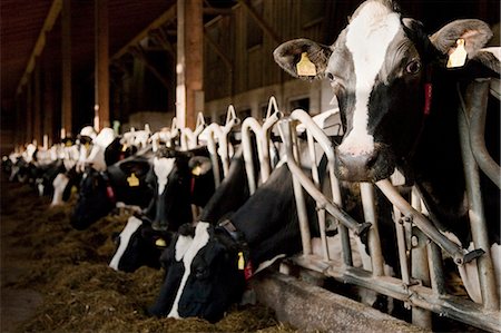 farming feed - Cows in a stable Stock Photo - Premium Royalty-Free, Code: 649-03566942