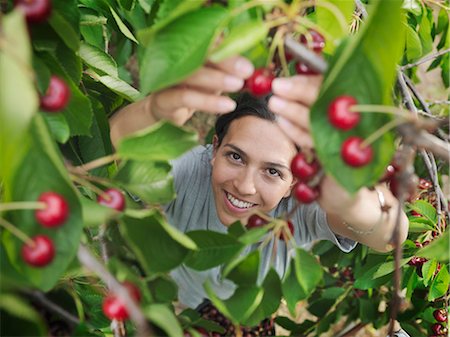 fruits bio - Cerises cueillette femme d'arbre Photographie de stock - Premium Libres de Droits, Code: 649-03606526