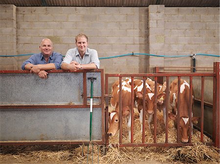 Farmer and son with Guernsey calves Stock Photo - Premium Royalty-Free, Code: 649-03622408