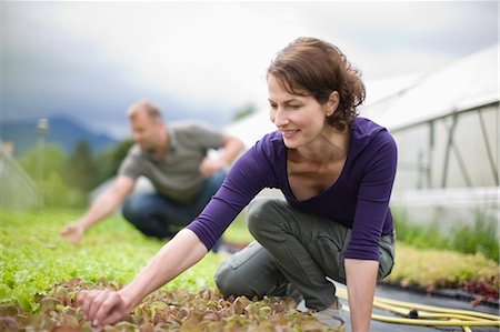 europe gardening - Farming vegetables and fruits Stock Photo - Premium Royalty-Free, Code: 649-03768939