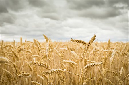 Field of Crops Stock Photo - Premium Royalty-Free, Code: 649-03769428