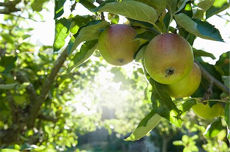 Apples in morning sun Foto de stock - Sin royalties Premium, Código: 649-03769679