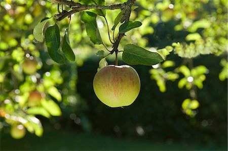 Apples in morning sun Stock Photo - Premium Royalty-Free, Code: 649-03769683