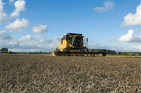 farm tractor field - Combine harvestor in wheat field Stock Photo - Premium Royalty-Free, Code: 649-03769719