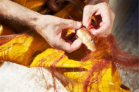 fisherman untangling his catch - Fisherman taking fish out of nets Stock Photo - Premium Royalty-Free, Code: 649-03770758