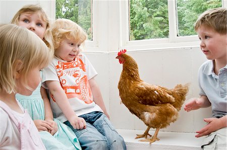 simsearch:649-06041854,k - Enfants jouant avec un poulet Photographie de stock - Premium Libres de Droits, Code: 649-03771481