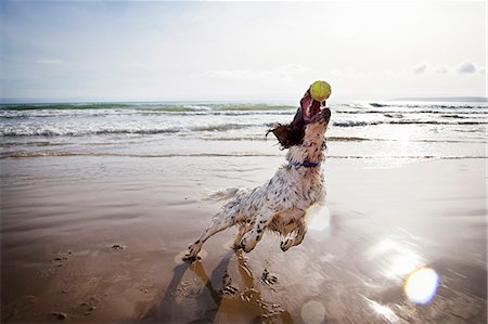 simsearch:614-06897423,k - Dog catching tennis ball on beach Stock Photo - Premium Royalty-Free, Code: 649-03796117