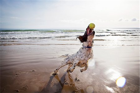 dogs playing fetch underwater