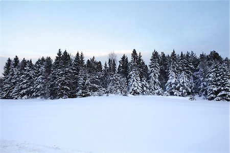 simsearch:6122-07693223,k - Snow covered pine forest Foto de stock - Sin royalties Premium, Código: 649-03796944