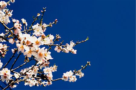 An Almond tree in bloom against the sky Foto de stock - Sin royalties Premium, Código: 649-03817178