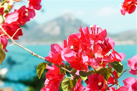 simsearch:649-03817178,k - Bougainvillea flowering with sea behind Fotografie stock - Premium Royalty-Free, Codice: 649-03817173
