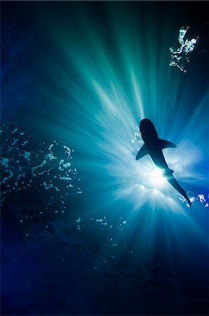 shark silhouettes - Shark under water Stock Photo - Premium Royalty-Free, Code: 649-03817946