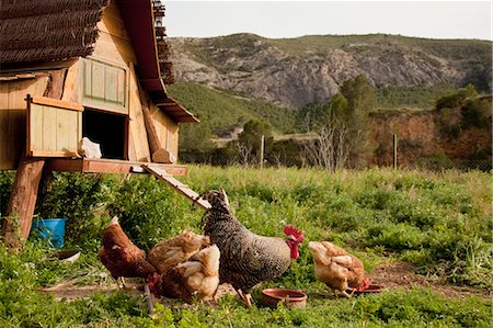 five animals - Chickens and hen house in farmyard Stock Photo - Premium Royalty-Free, Code: 649-03858257