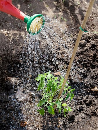 seedling sprout - Plant being watered outdoors Stock Photo - Premium Royalty-Free, Code: 649-03881851