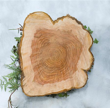 sección transversal - Close up of tree stump in snow Foto de stock - Sin royalties Premium, Código: 649-03883465