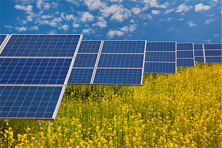 energy conservation day - Solar panels in rapeseed field Stock Photo - Premium Royalty-Free, Code: 649-03883515