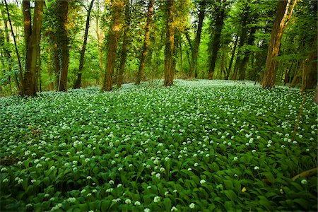 Gruenewald UK, Castle Combe, Photographie de stock - Premium Libres de Droits, Code: 640-05760939