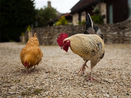 Royaume-Uni, Londres, coq et poulet Photographie de stock - Premium Libres de Droits, Code: 640-05760943
