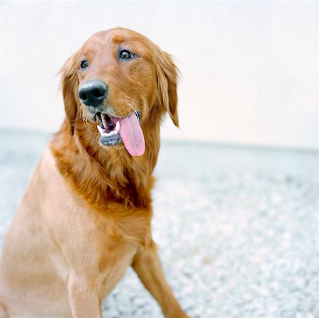 dog usa - USA, Utah, Salt Lake City, Half shaved Golden Retreiver sticking out tongue Stock Photo - Premium Royalty-Free, Code: 640-05761371